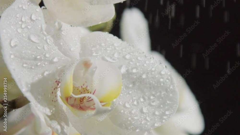 clseup of blossom orchids covered by water drops. Falling dropsof water slowmotion from 120 fps. Big slow water drops is broken into a small drops clseup of blossom orchids covered by water drops. Falling dropsof water slowmotion from 120 fps. Big slow water drops is broken into a small drops