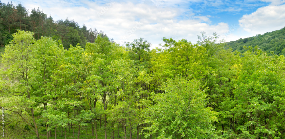 Forest in spring with green trees and bright day. Wide photo . Forest in spring with green trees and bright day. Wide photo .