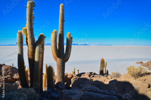 Cactus Bolivia