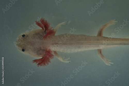 Albino Axolotl