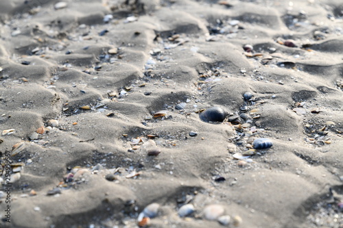 sand texture on the beach with a thin layer of water and a few shells
