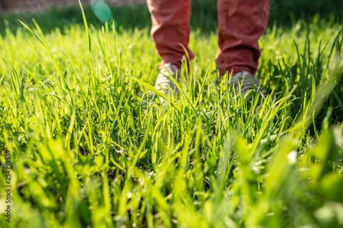Fresh, green grass in the sun, on a spring day, on the background is a person in sneakers.