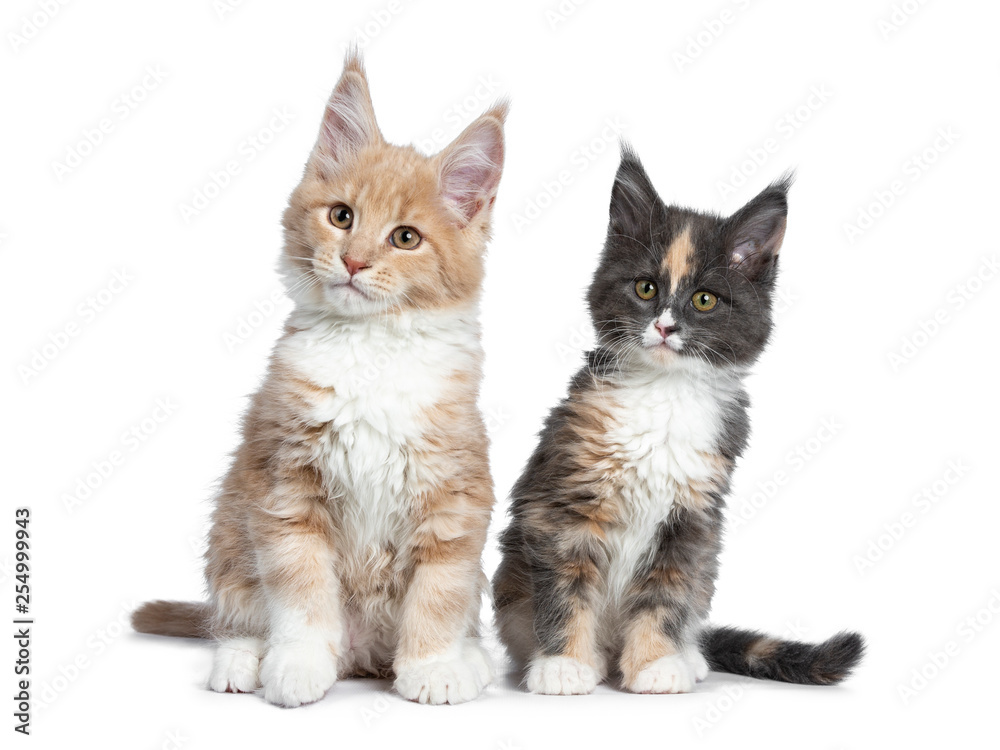 Two cute Maine Coon cat kittens sitting beside each other looking to the side. Isolated on white background.