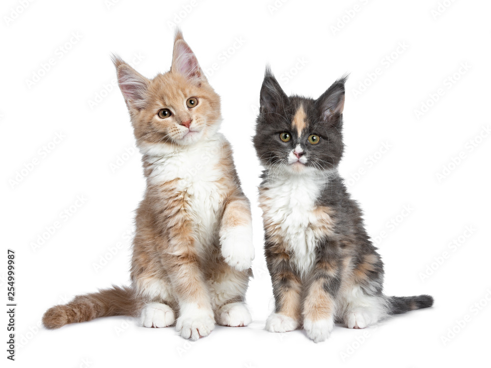 Two cute Maine Coon cat kittens sitting / playing beside each other looking beside camera. Isolated on white background. One paw lifted from ground.