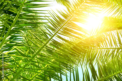 Background of palm leaves and sun on sky.
