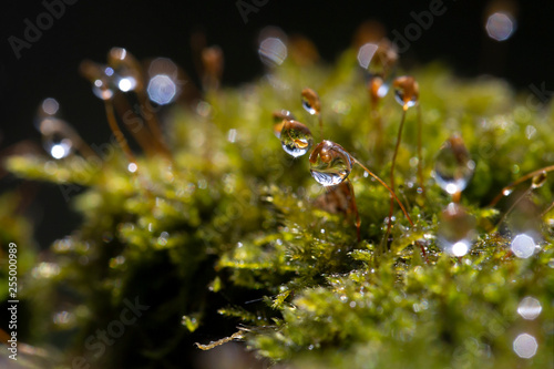 Hypnum moss cypress with dew in the forest, close-up, bokeh photo