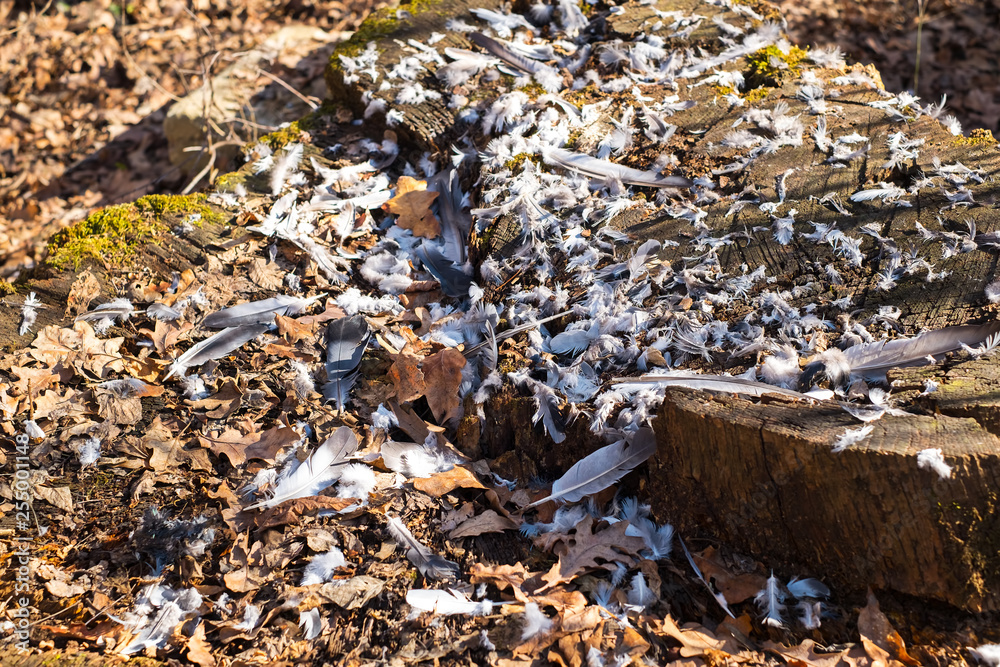 pigeon feathers scattered on forest floor after predator had caught it