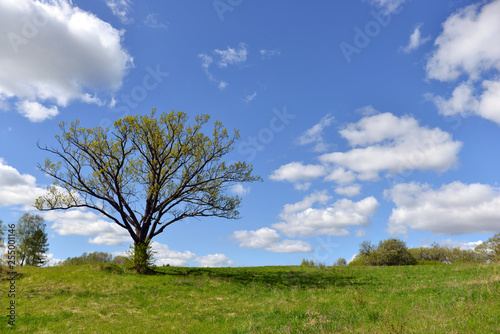 summer landscape with green field  clouds and big tree - Image