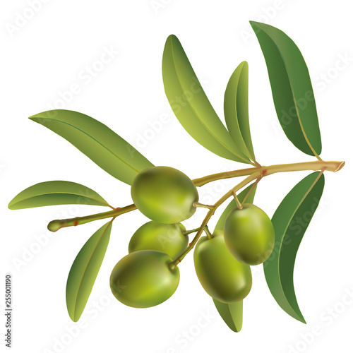Olive twigs green on a white background. isolate.