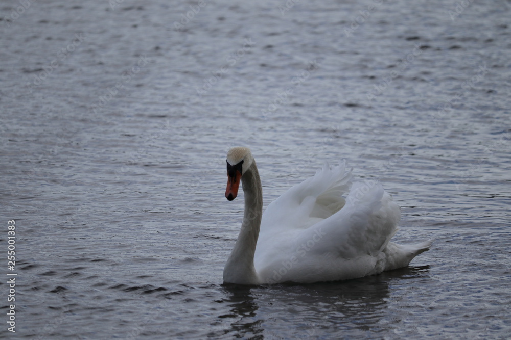 Naklejka premium Schwan
