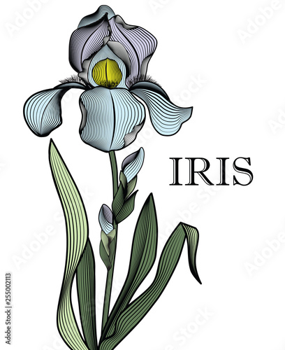 Outline of a contour iris, a gentle iris filled with strokes photo