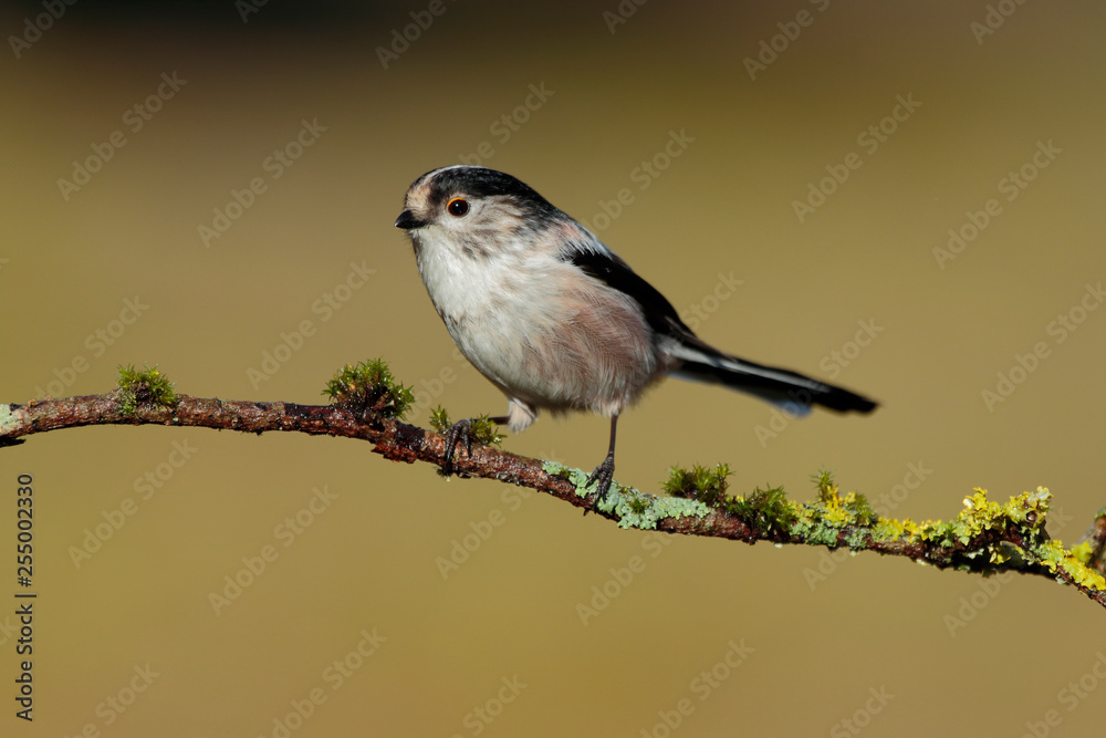 Fototapeta premium Long-tailed Tit, Aegithalos caudatus, single bird on the branch on blurred background