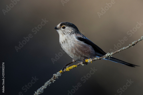 Long-tailed Tit, Aegithalos caudatus, single bird on the branch on blurred background © J.C.Salvadores