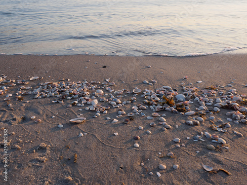 Muscheln am Strand