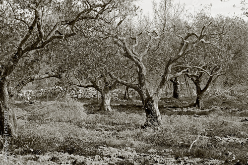Olivenhain in Kroatien photo