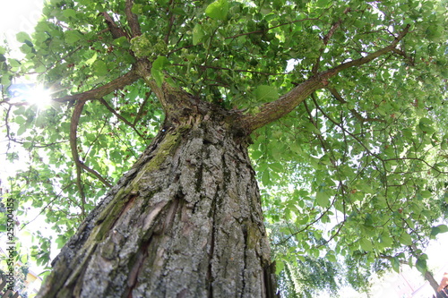 Drzewo liściaste