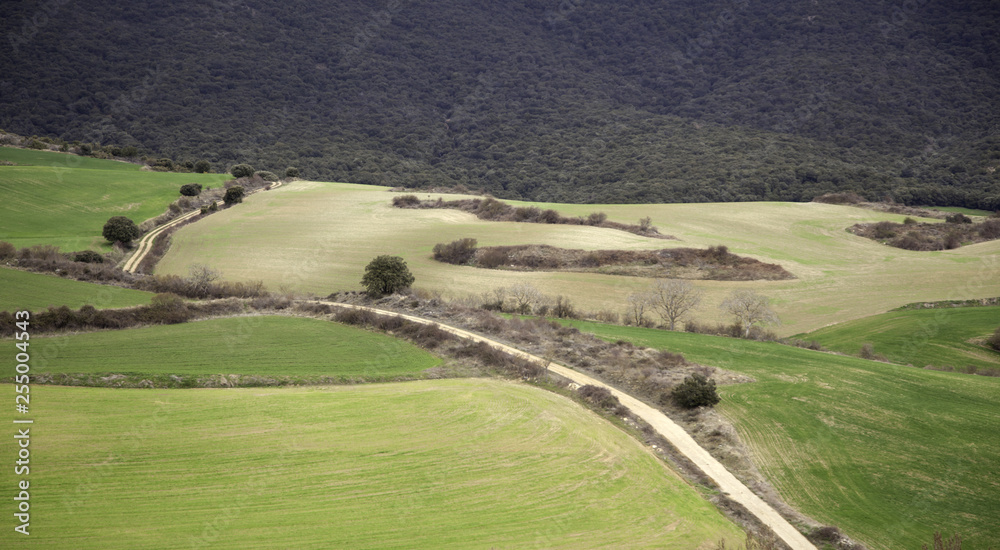 Obraz premium Field texture nature