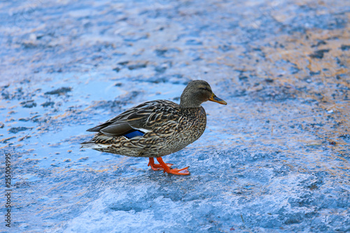 Ducks on winter lake 