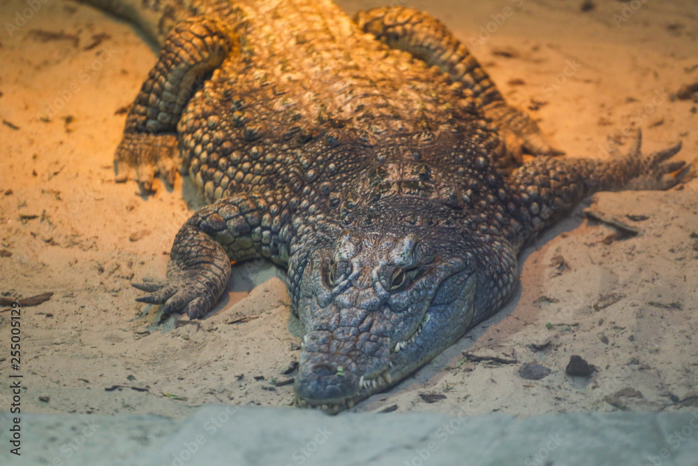 Obraz premium Crocodile ling on sand 