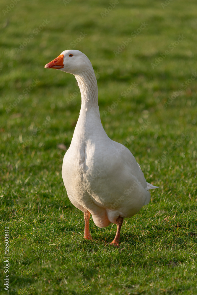 couple of white house gooses at green meadow couple of white house gooses at green meadow