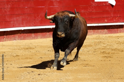 toros