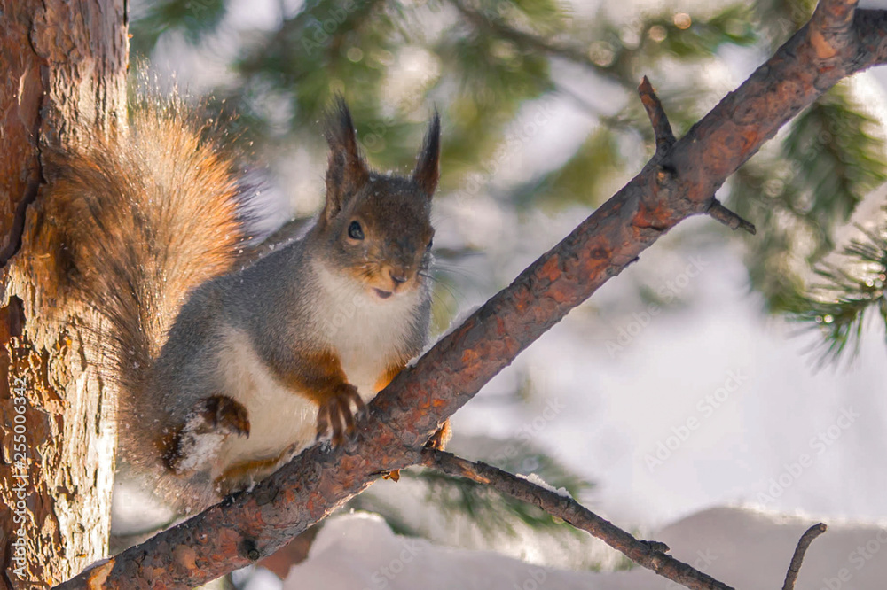 Fototapeta premium Solar squirrel in the spring forest!