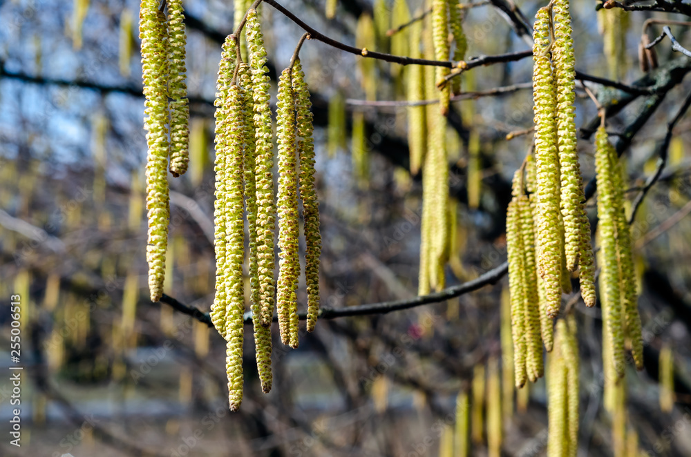 The young yellow-green blooming long catkins on alder tree (Alnus) branches in early spring season The young yellow-green blooming long catkins on alder tree (Alnus) branches in early spring season