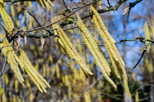 The young yellow-green blooming long catkins waving by the wind on alder tree (Alnus) branches in early spring season