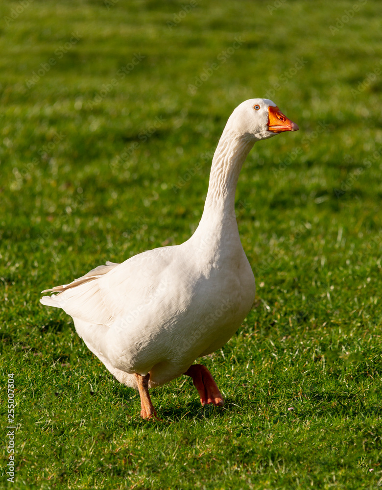 couple of white house gooses at green meadow