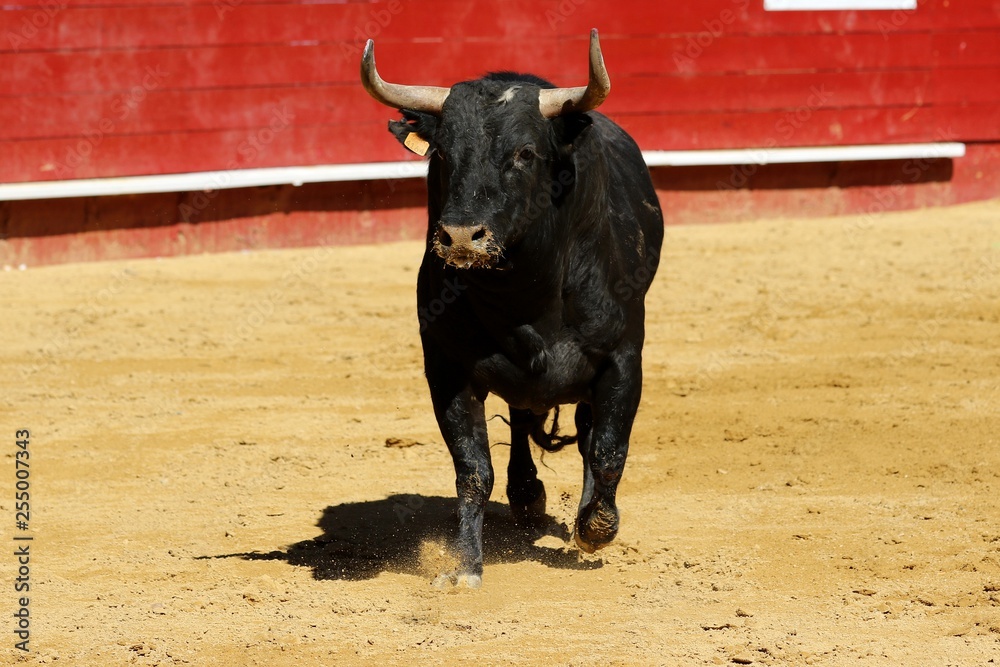 toros toros