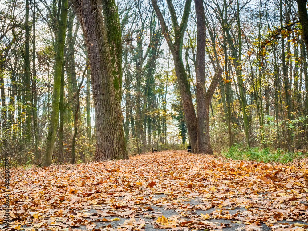 Autumn in the park