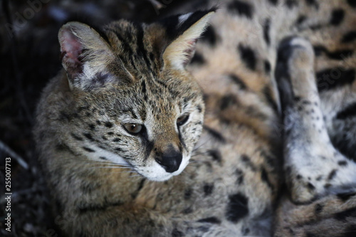 Close up of two small snow lynx in zoo