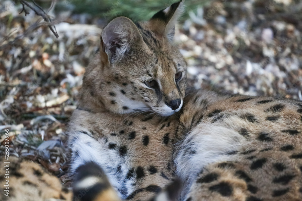 Obraz premium Close up of two small snow lynx in zoo