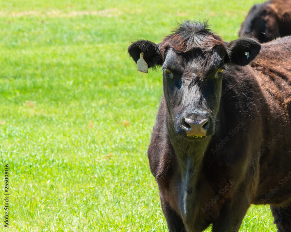 Dark brown cow standing in a bright green field, look directly at the view with room for text or copy Dark brown cow standing in a bright green field, look directly at the view with room for text or copy