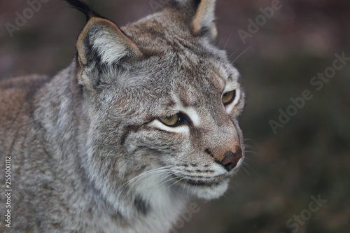 lynx in winter close up portoirt  © Bas