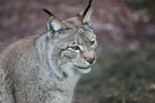 lynx in winter close up portoirt 