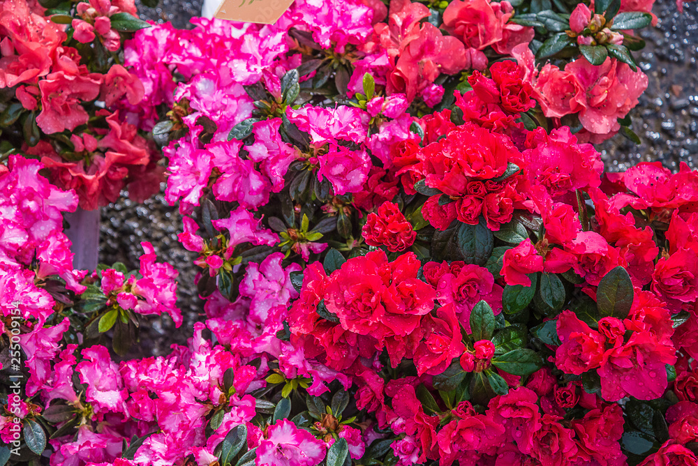 Bright red and purple azalea flowers with rain drops top view Bright red and purple azalea flowers with rain drops top view