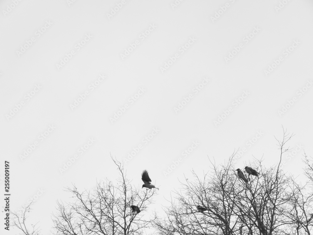 ravens on a tree, black and white photo ravens on a tree, black and white photo