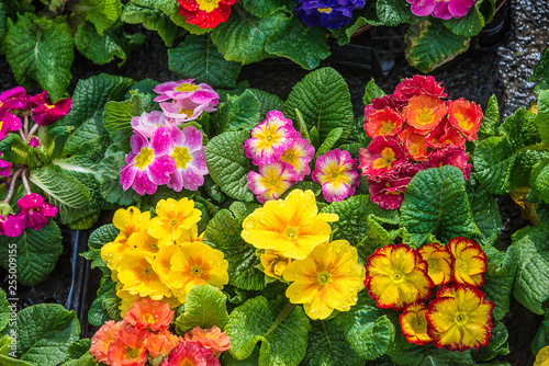 Beautiful bright primroses background