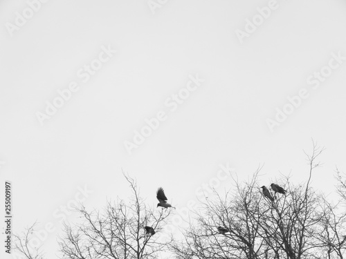 ravens on a tree, black and white photo