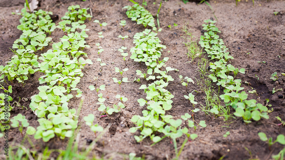 Green sprout growing from seed Green sprout growing from seed