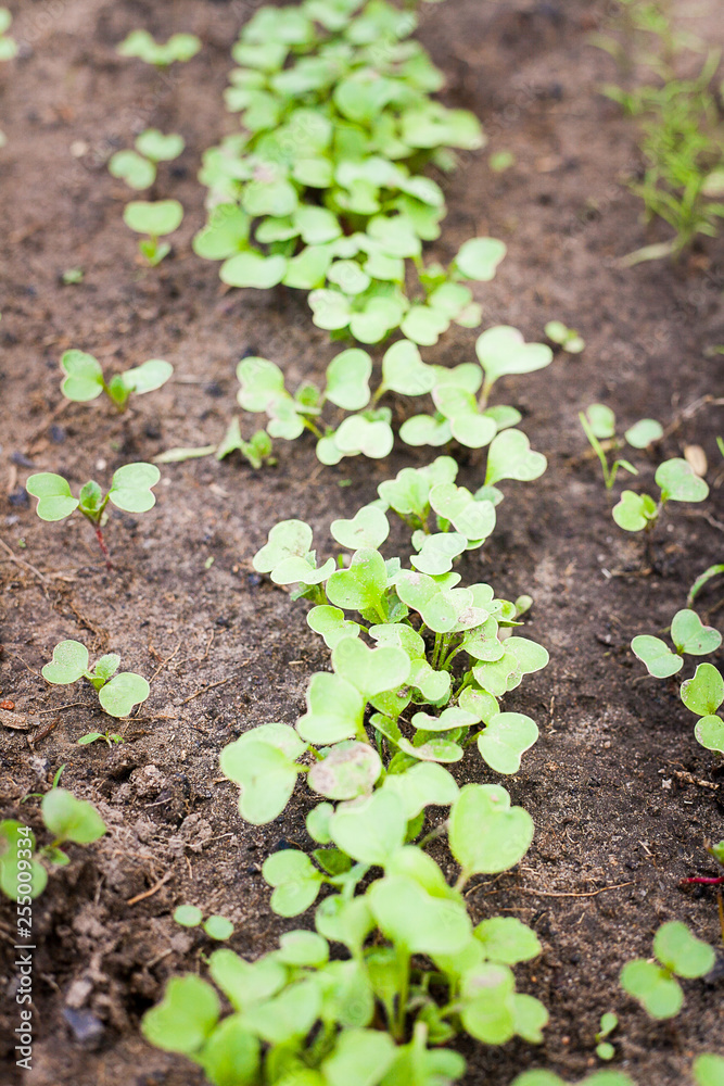 Green sprout growing from seed Green sprout growing from seed