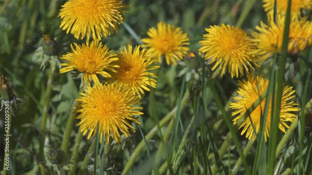 Yellow dandelions in green grass close up. Herbal flowers concept Yellow dandelions in green grass close up. Herbal flowers concept