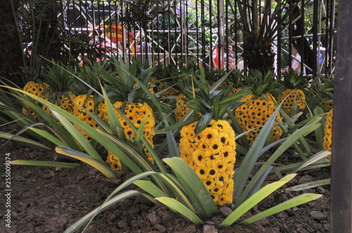 piñas de flores photo