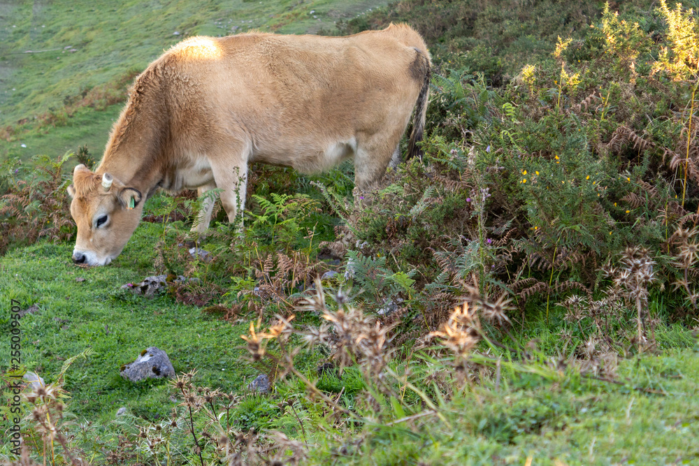 A cow grazing in a meadow in the mountains. Healthy rural lifestyle and agriculture concept A cow grazing in a meadow in the mountains. Healthy rural lifestyle and agriculture concept