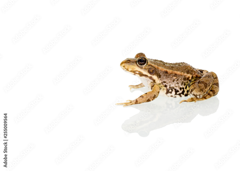 Fototapeta premium freigestellter Frosch 