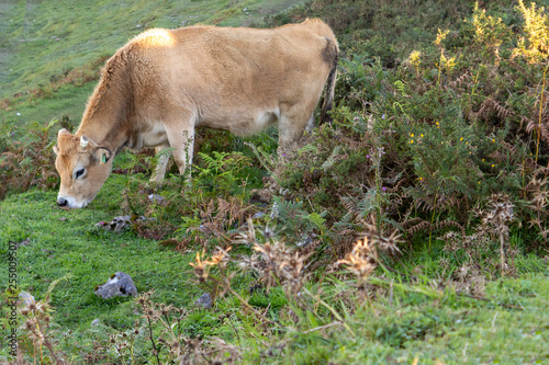 A cow grazing in a meadow in the mountains. Healthy rural lifestyle and agriculture  concept © September