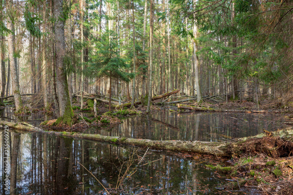 Springtime wet mixed forest with standing water Springtime wet mixed forest with standing water