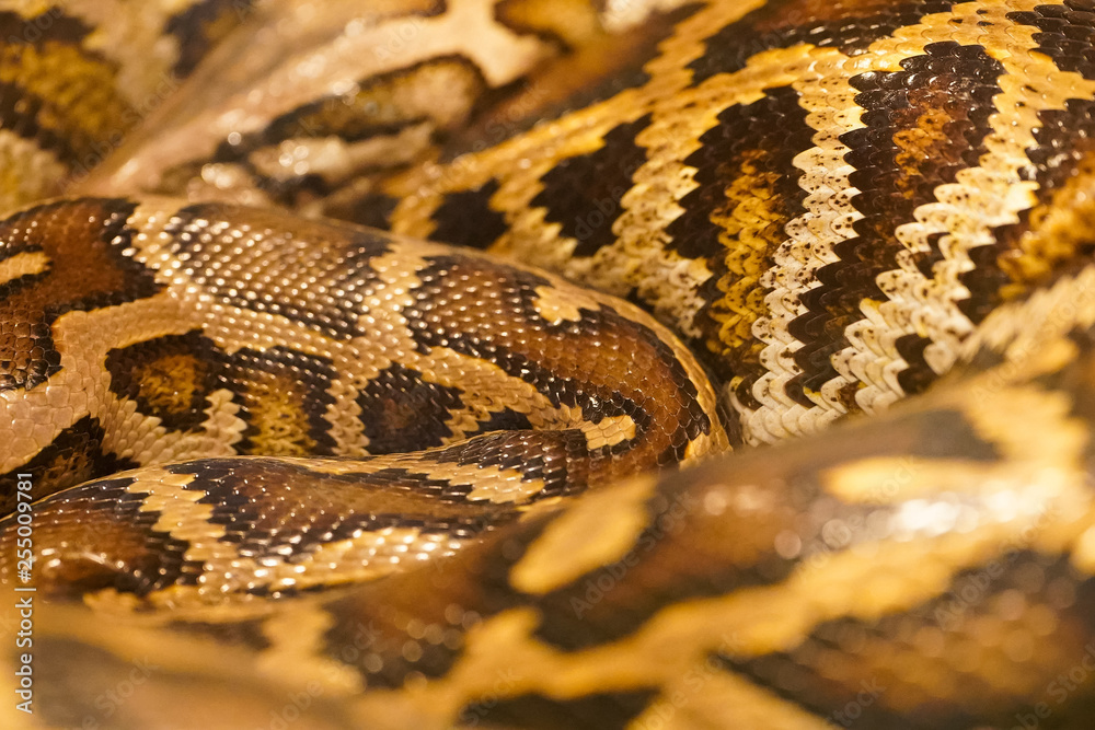 Peyton sanke texture skin close up Peyton sanke texture skin close up