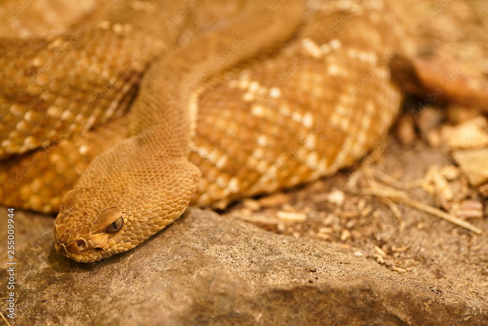 Fototapeta premium Close up of grym snake on rock